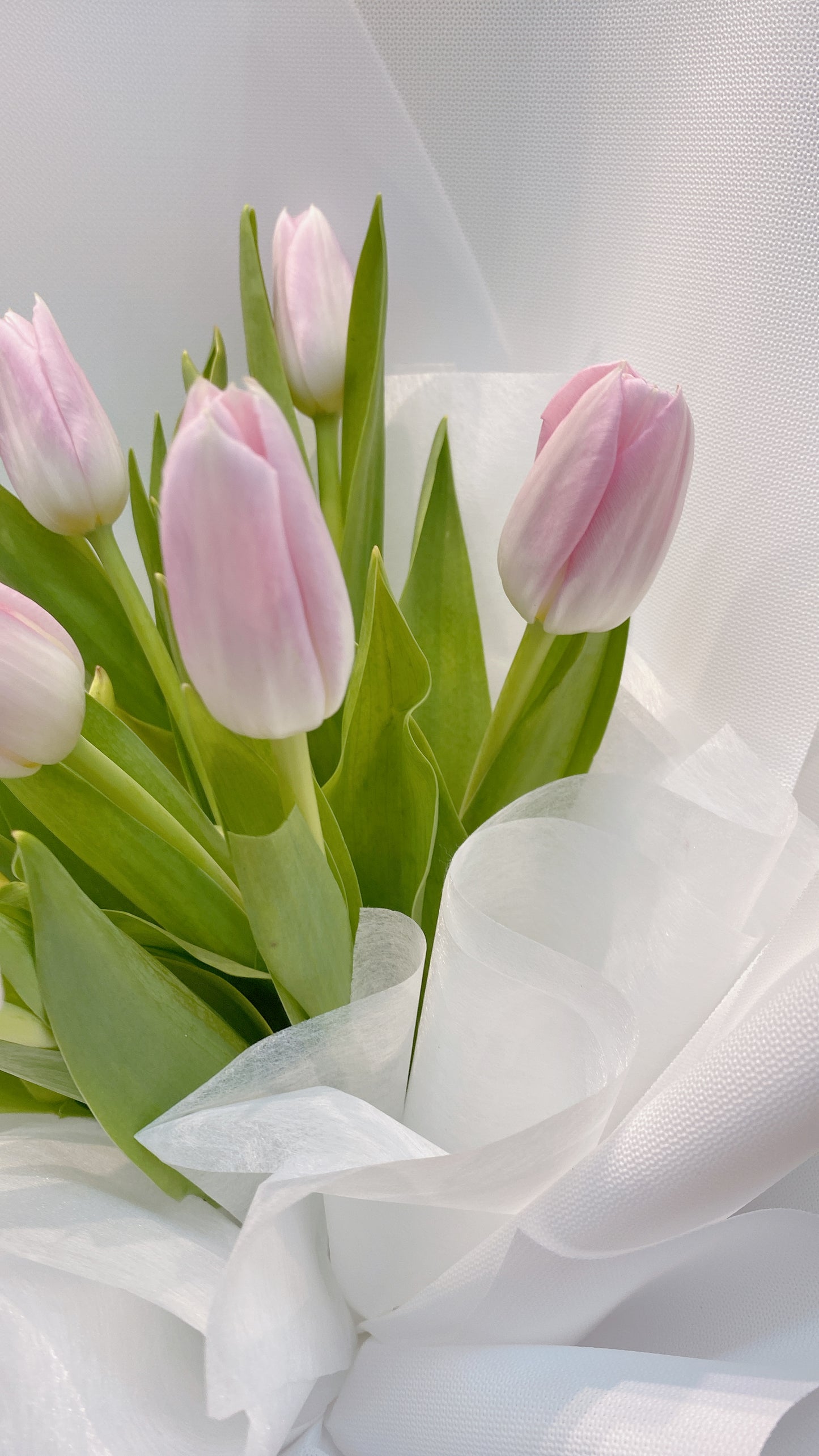 Vincy Tulips (RM 250.00)