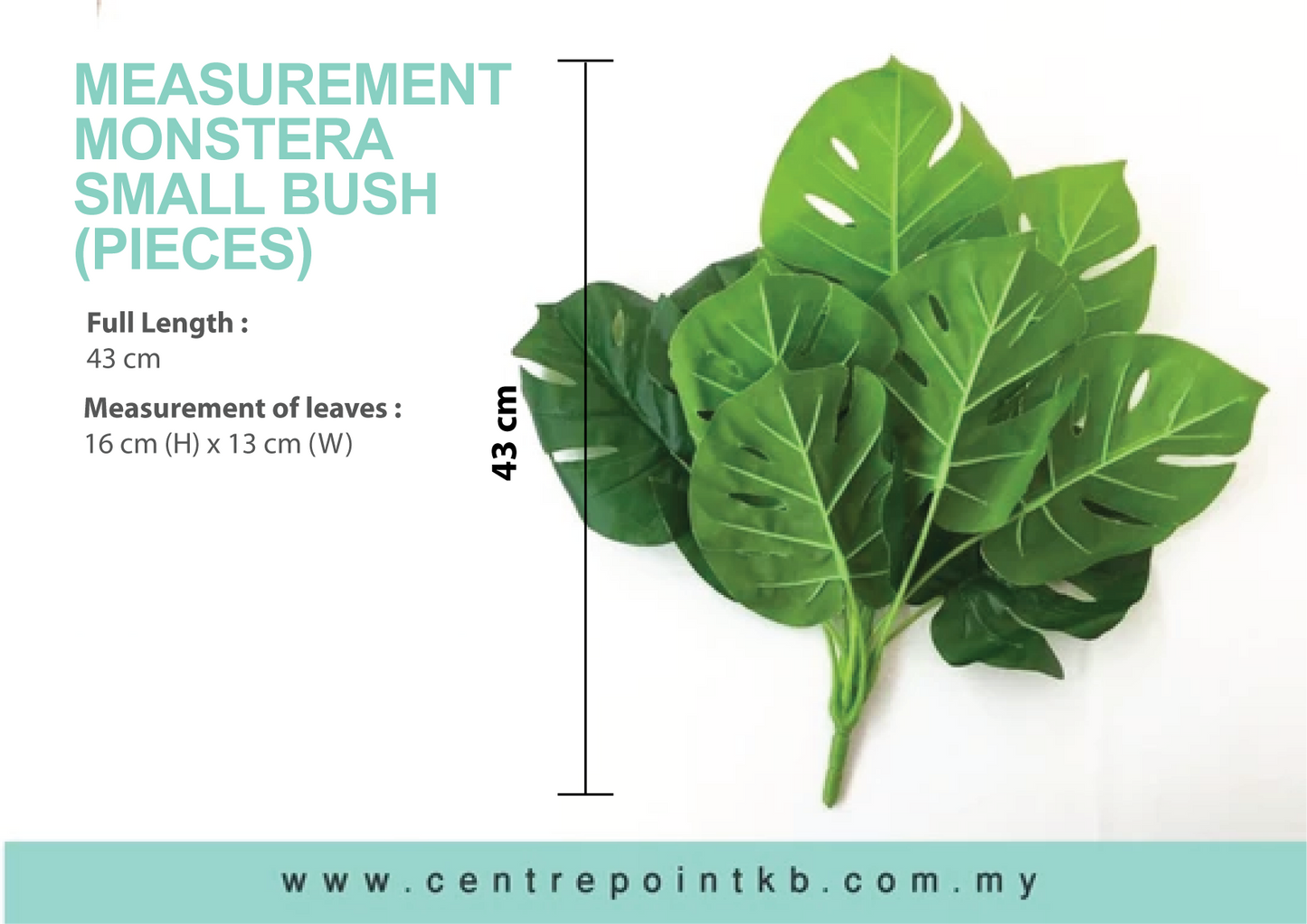 Monstera Small Bush (Pieces)