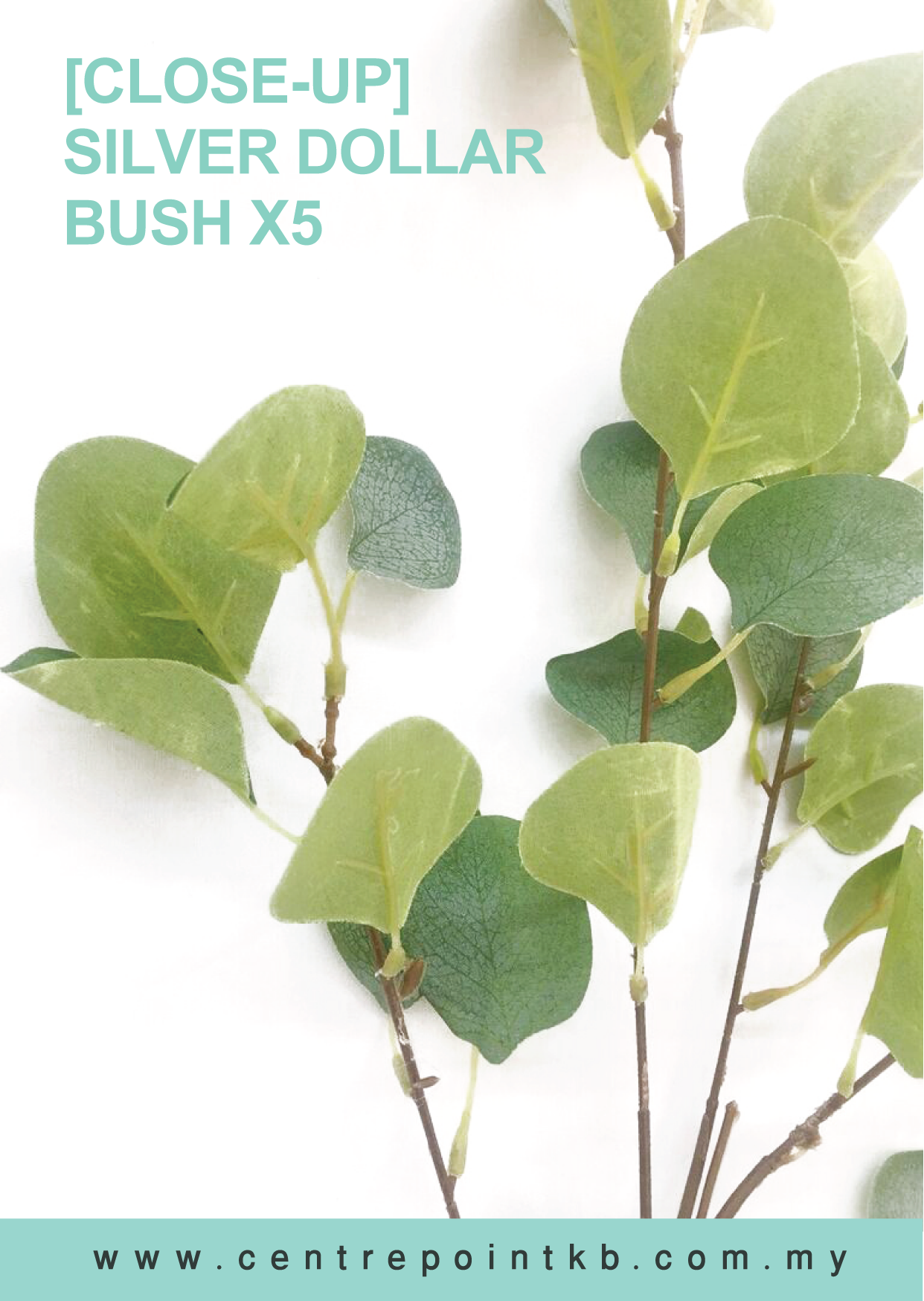 Silver Dollar Bush X5 (Pieces/Dozen)