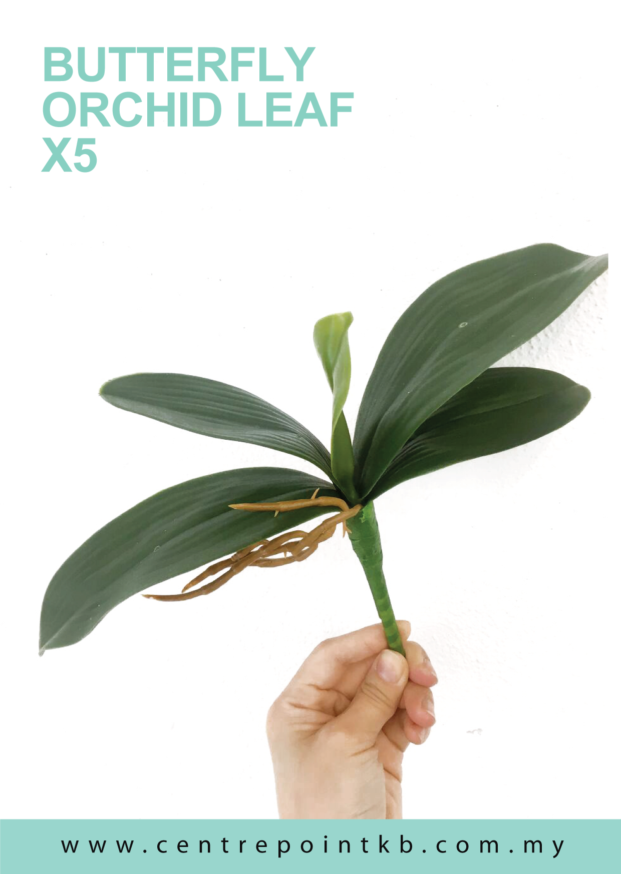 Butterfly Orchid Leaf X5 【Premium】 (Pieces/Dozen)