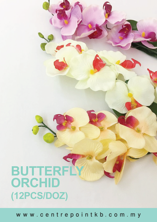 Butterfly Orchid X7 (12pcs/Dozen)